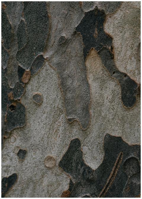 Detailed close-up of a rugged tree bark texture, s