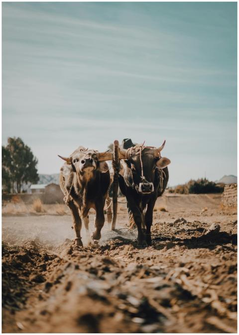 Two oxen plowing a dusty field in Puno, Peru, depi