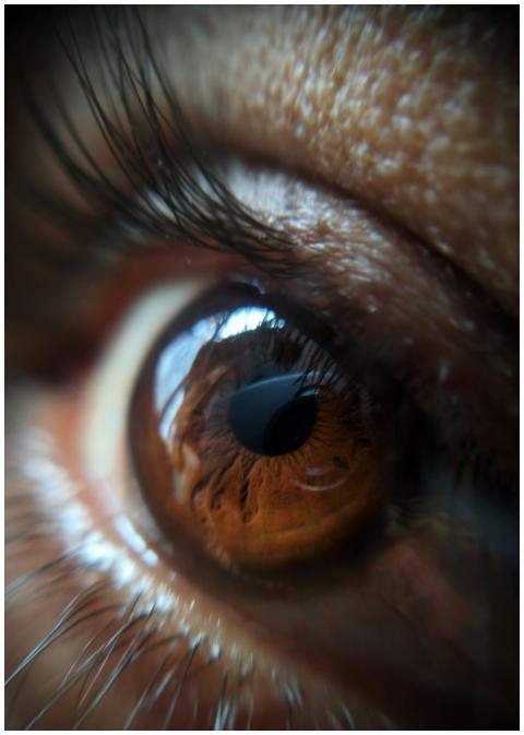Macro shot of a human eye with focus on iris and e