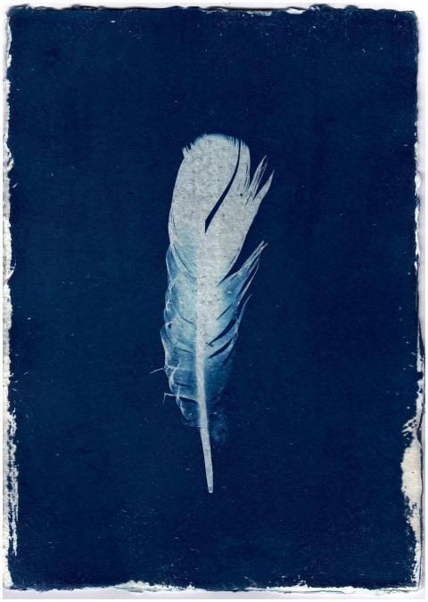 A striking cyanotype photograph of a single feathe