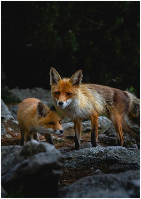 A pair of red foxes stand among rocks in a forest