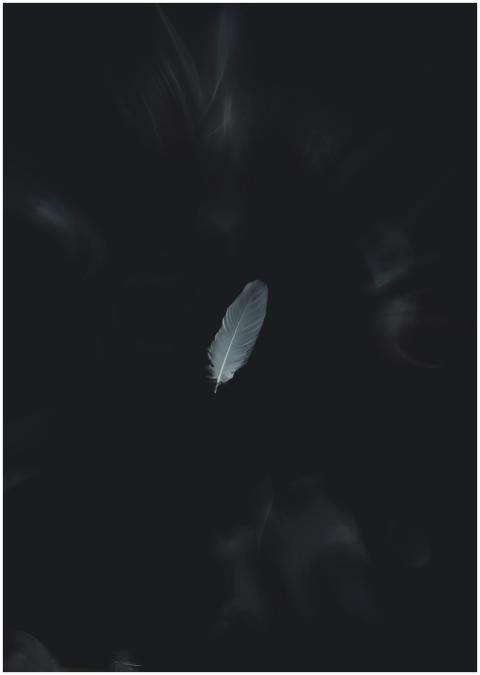 A solitary white feather gracefully falls on a dar
