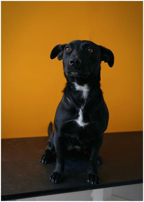 Charming black dog sitting against a rich yellow b