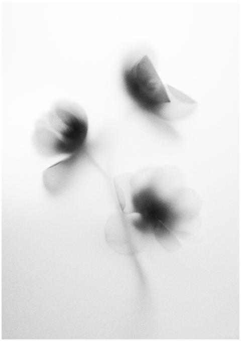 A blurred black and white image of flowers creatin