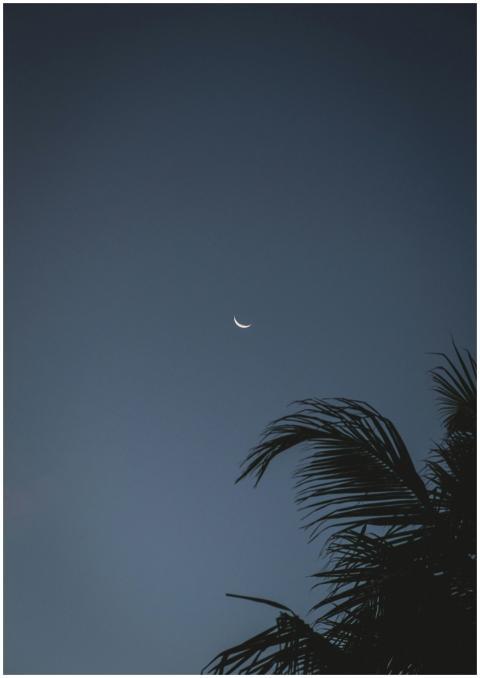 Crescent moon in night sky with silhouette of palm