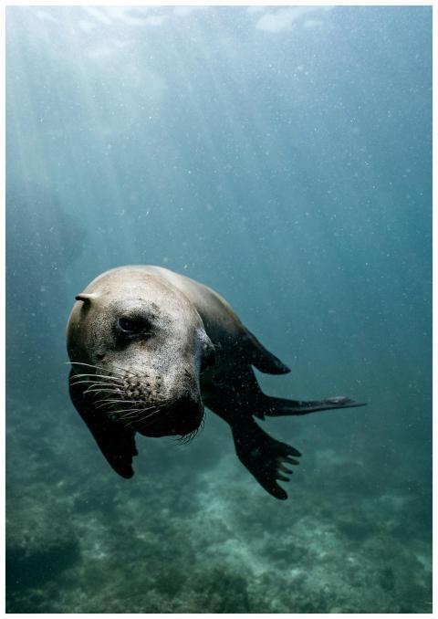 Wild brown seal swimming on rough rocky coast in b