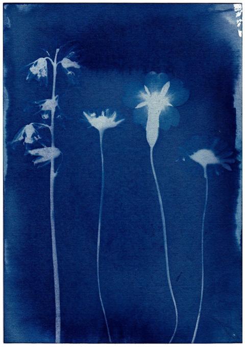 Artistic cyanotype of floral silhouettes on a deep