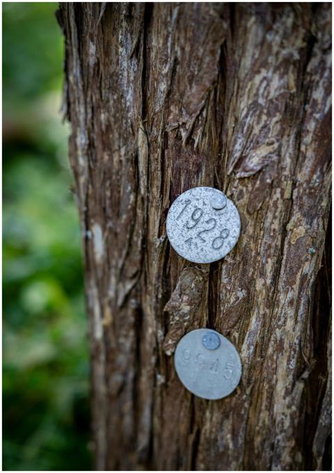 Two metal tags with numbers attached to tree bark