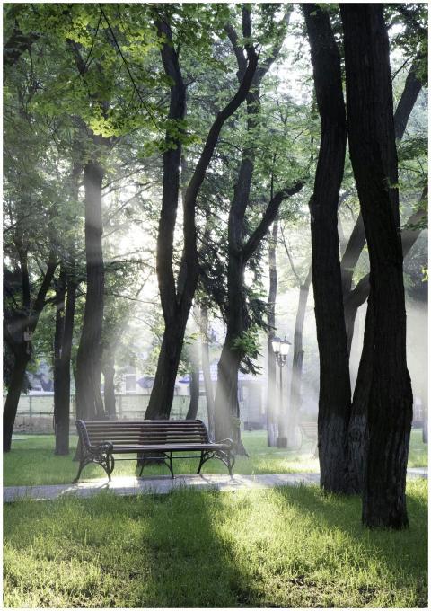Sunlight streaming through trees creates a serene