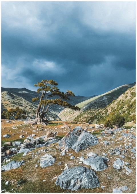 Scenic view of a tree and rocky terrain under an o