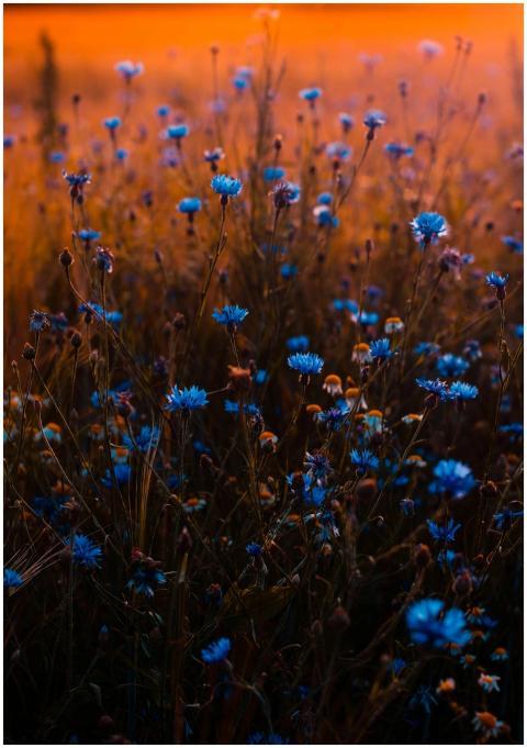 Vivid blue flowers stand out in a warm, sunset-lit