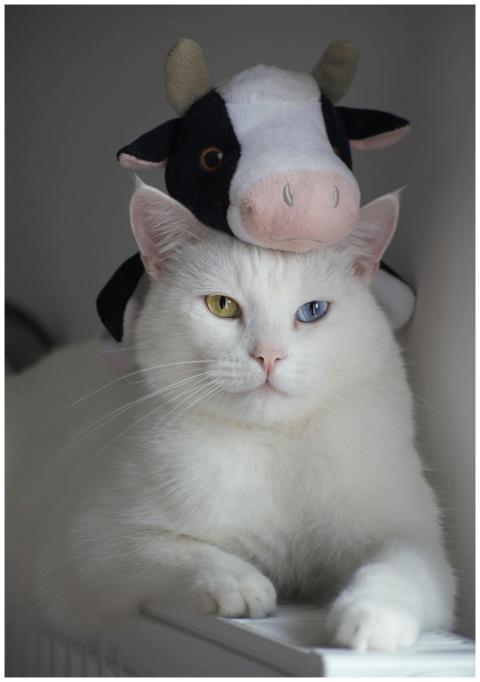 Adorable white cat with heterochromia wearing a co