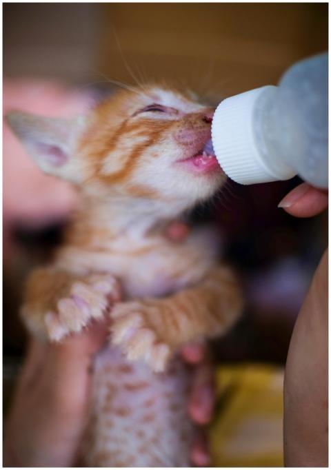 Free stock photo of animal, animals, baby