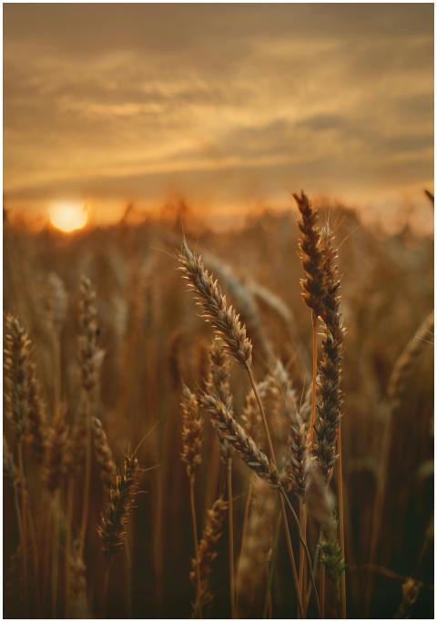 Close-up of a wheat field captured during a beauti