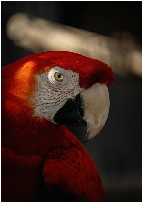 Detailed portrait of a Scarlet Macaw in Canada sho