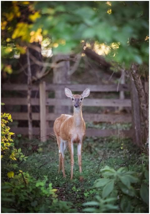 A deer stands alert in a natural forest setting ne