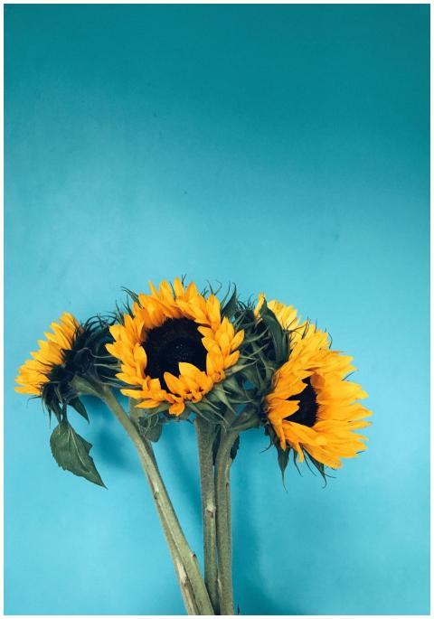 Bright sunflowers with green leaves on a vivid blu