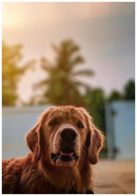 Charming golden retriever portrait outdoors at sun