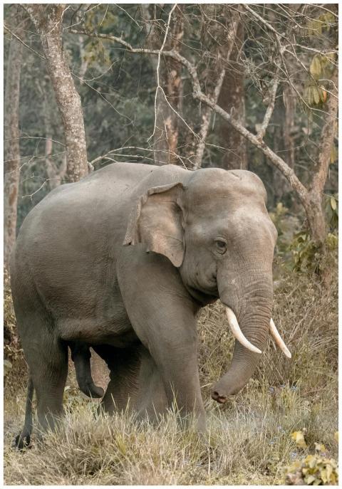 A majestic Asian elephant walking through a lush f