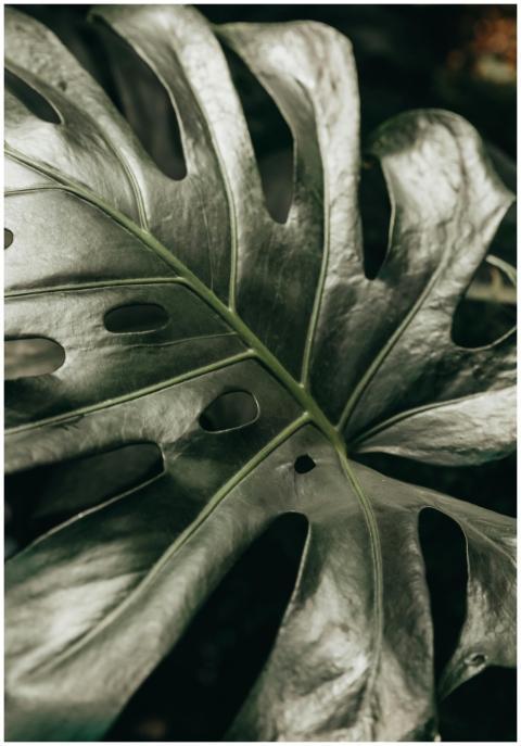 Detailed view of a Monstera leaf showcasing its un