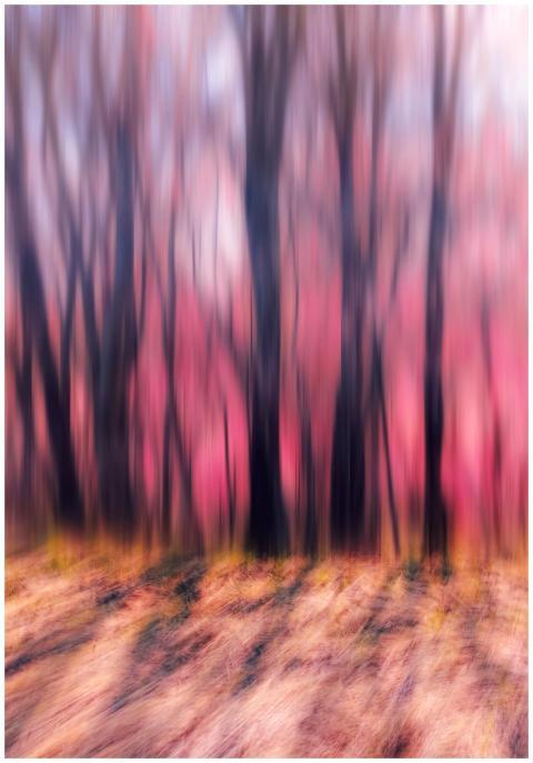 An artistic abstract image of trees in bloom with