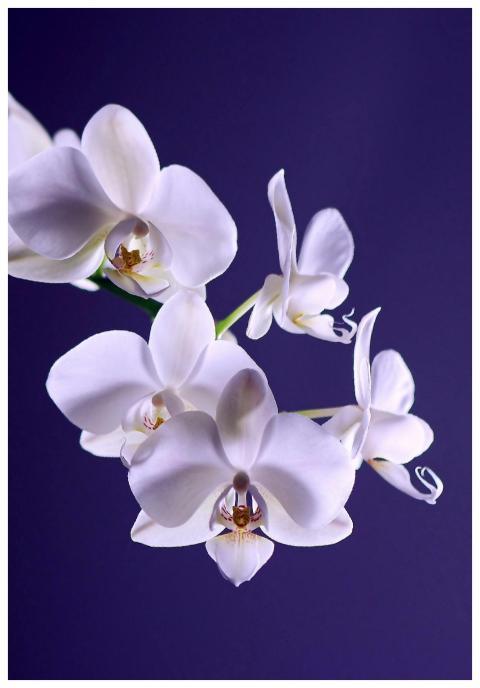 Beautiful white orchids blooming against a deep pu