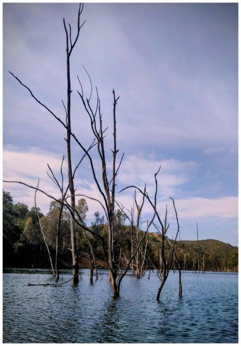 Drowned trees rise from a tranquil lake in Aznalcó