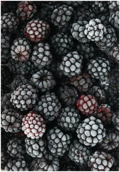 Close-up of fresh frozen blackberries covered in h