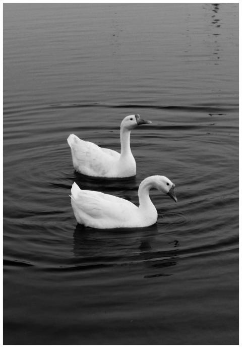 Two elegant swans swimming gracefully on calm wate