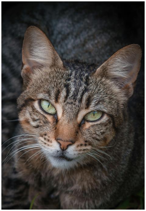 Intense gaze of a tabby cat captured in a close-up