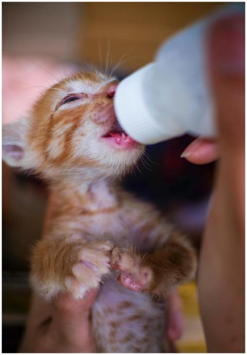 Free stock photo of animal, animals, baby