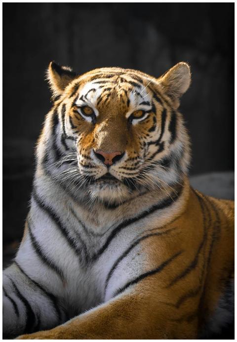 A stunning portrait of a Bengal tiger showcasing i
