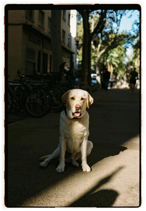 Labrador retriever sitting in a sunny urban street