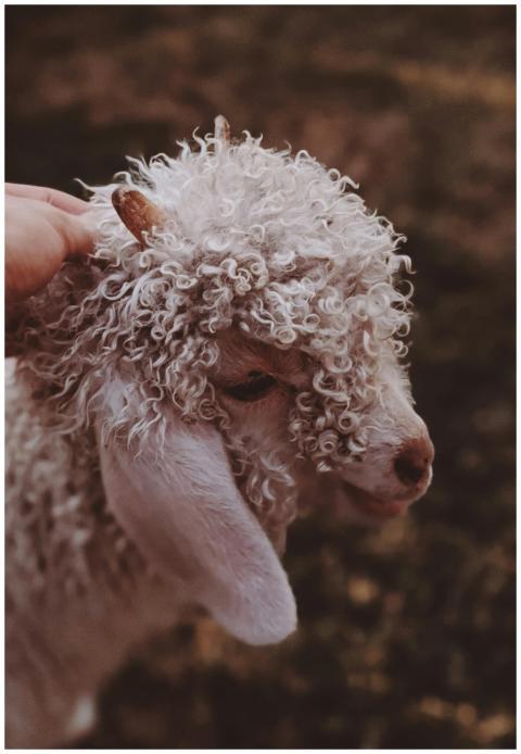 Adorable curly-haired lamb in Brisbane, Australia,