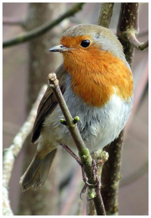 Close-up of a European robin in a natural habitat