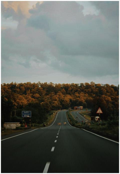 A serene highway cutting through an autumn forest