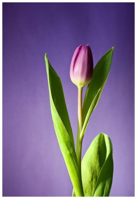 A beautiful purple tulip standing tall against a s