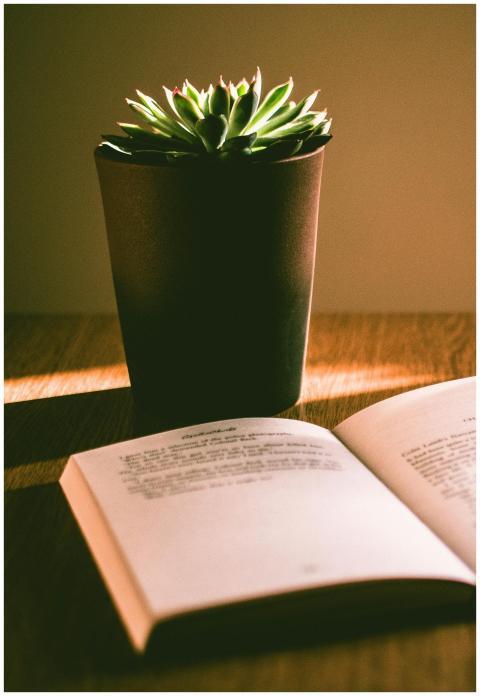 A sunlit scene highlighting a succulent plant and