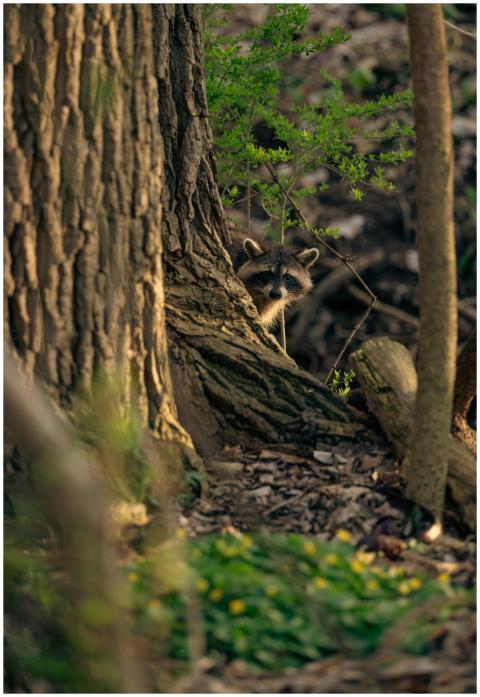 A curious raccoon peeks from behind a tree in a se