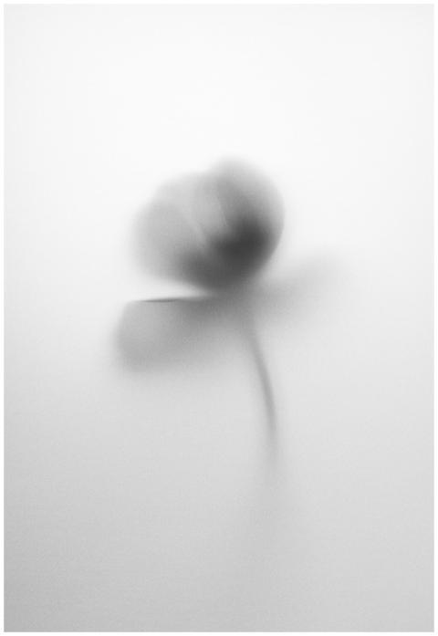 Soft blurred black and white image of a flower cre