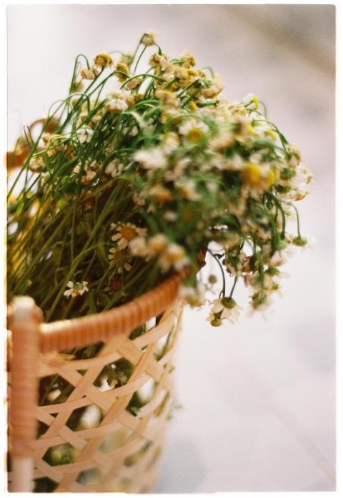 Elegant Basket Chamomile Flowers