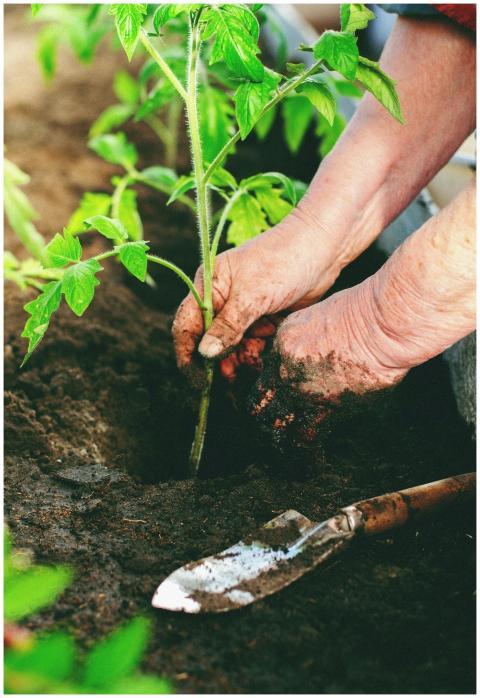 Hands planting a tomato seedling in rich soil, sym