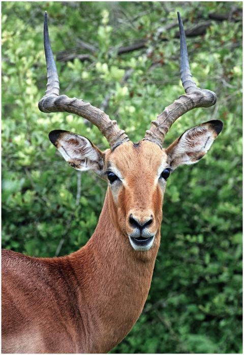 Impressive antelope with striking horns gazes inte