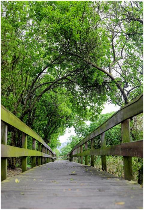 Wooden footbridge surrounded by lush greenery in a