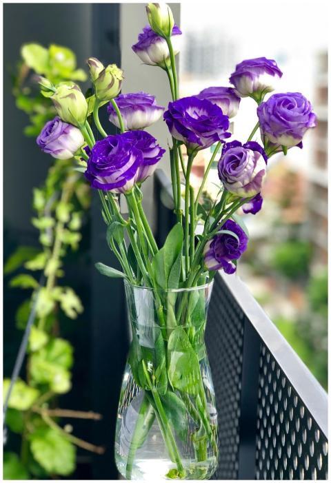 Vibrant purple lisianthus flowers bloom beautifull