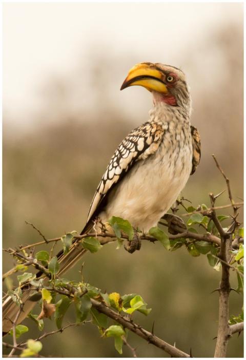Southern yellow-billed hornbill perched on a branc