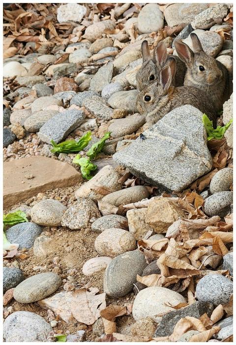 Free stock photo of baby rabbits, rabbits, rocks