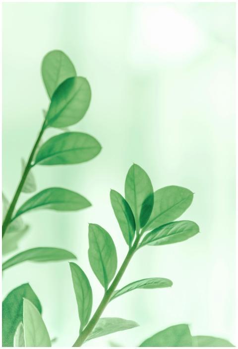 Close-up of vibrant green leaves in soft focus, ca