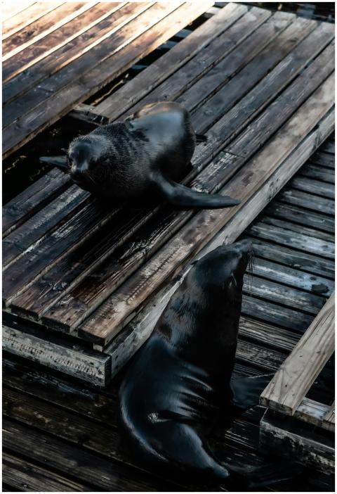 Two seals resting on a wooden platform in Cape Tow