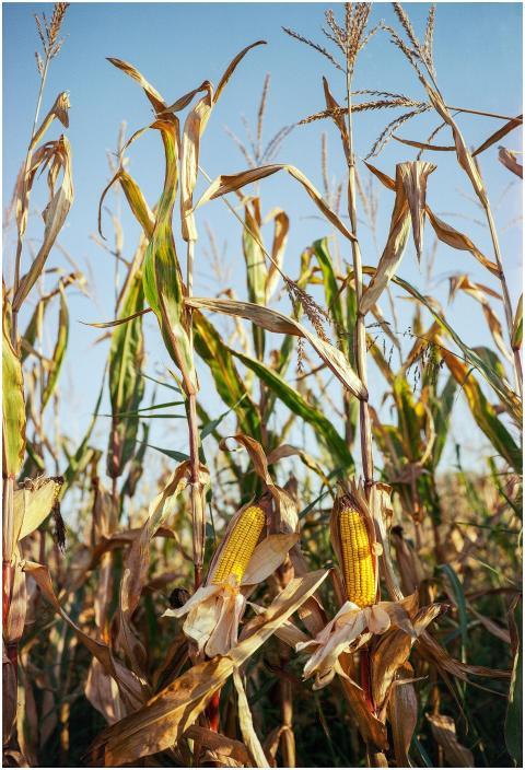 Golden corn cobs ready for harvest in a sunlit rur